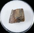 Hadrosaur (Duck-Billed Dinosaur) Tooth - Judith River #14820-1